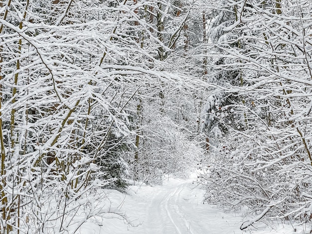 Snowy winter forest Snow covered trees and bushes Ski track on a snowwhite road