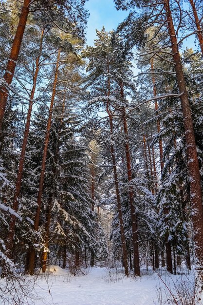 Снежный зимний лес в солнечный день. Заснеженные ели и сосны на фоне голубого неба