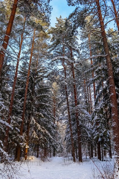 Snowy winter forest in a sunny day. Snow-covered spruces and pines on a background of blue sky