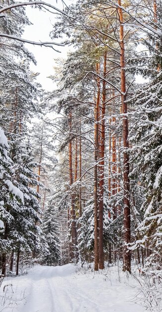 화창한 날에 눈 덮인 겨울 숲입니다. 스키 트랙이 있는 백설 공주도. 눈 덮인 나무와 덤불