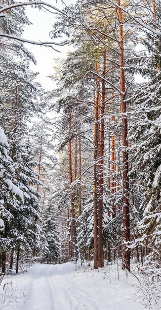 Snowy winter forest on a sunny day. Snow-white road with a ski track. Snow covered trees and bushes