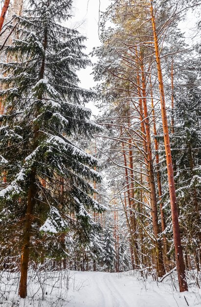 Snowy winter forest on a sunny day snowwhite road with a ski track snow covered trees and bushes