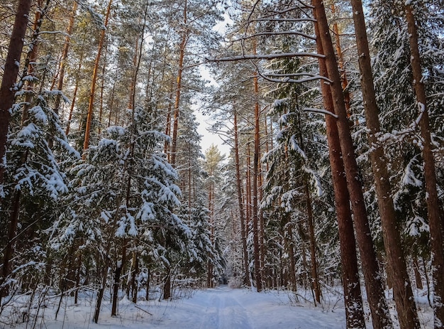 晴れた日の雪に覆われた冬の森。白い雪道と雪に覆われた木々