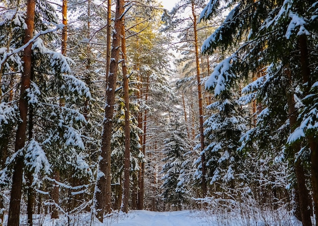 Snowy winter forest on a sunny day white snow trail snow covered trees lit by sunlight