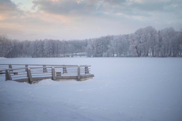 Snowy winter forest