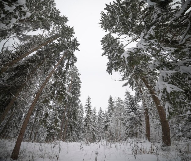 заснеженный лес зимой