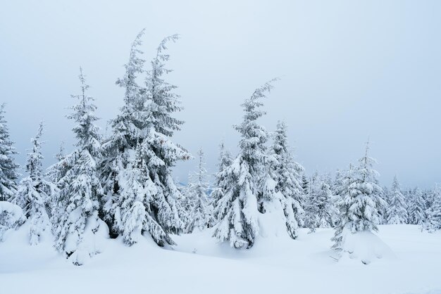 Snowy winter forest