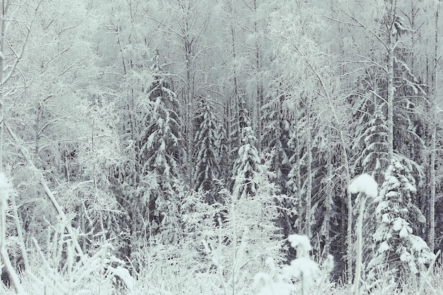 クリスマスの森の雪に覆われた冬の風景