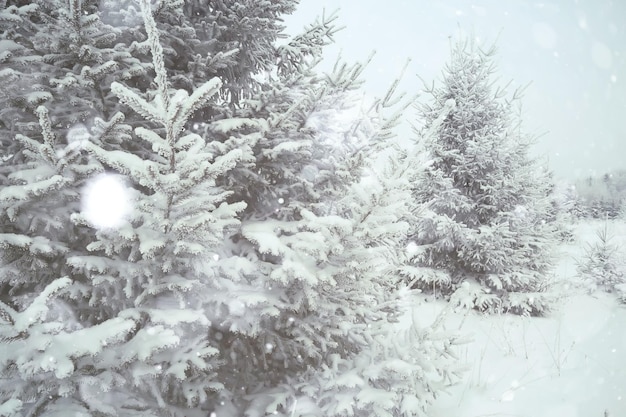 snowy winter landscape in the Christmas forest