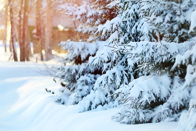 雪が積もった冬の風景と森の寒い天気 コピースペース 選択的な焦点