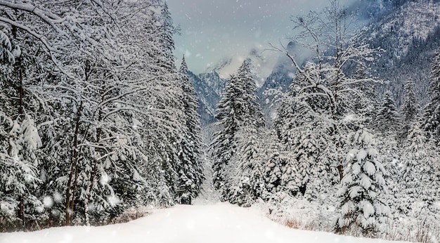 雪に覆われた冬の風景ザコパネタトラ