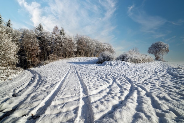 青空の下の草原と森の雪の冬