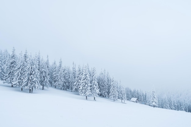 Snowy winter in a mountain forest