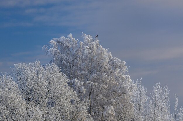 Снежная зима за городом