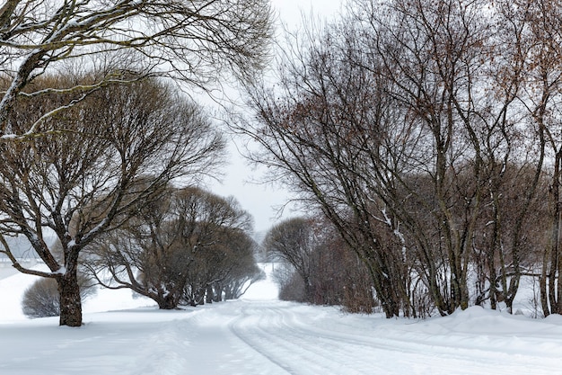 雪に覆われたウィンターパーク。曇りの日の森と裸の木の小道。