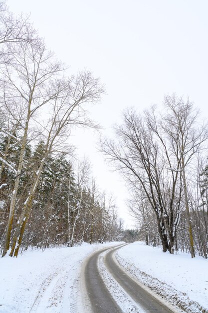 山の森の雪に覆われた冬道 美しい冬の風景