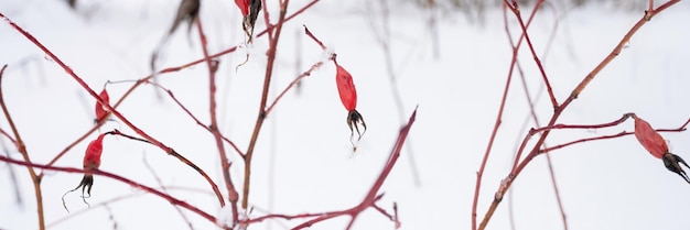 Snowy winter season in nature fresh icy frozen snow and\
snowflakes covered branches of rosehip bush red fruits berries on\
frosty winter day in forest or garden cold weather christmas time\
banner