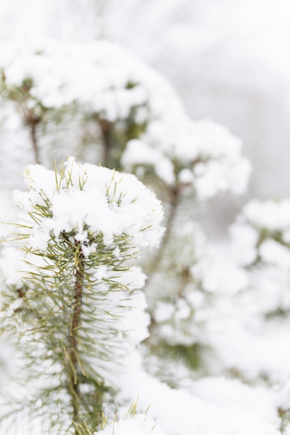 자연의 눈 덮인 겨울 시즌 신선한 얼음 얼어 붙은 눈과 눈송이는 숲이나 정원 추운 날씨 크리스마스 시간에 서리가 내린 겨울 날에 가문비 나무 또는 전나무 또는 소나무 나뭇 가지를 덮었습니다.