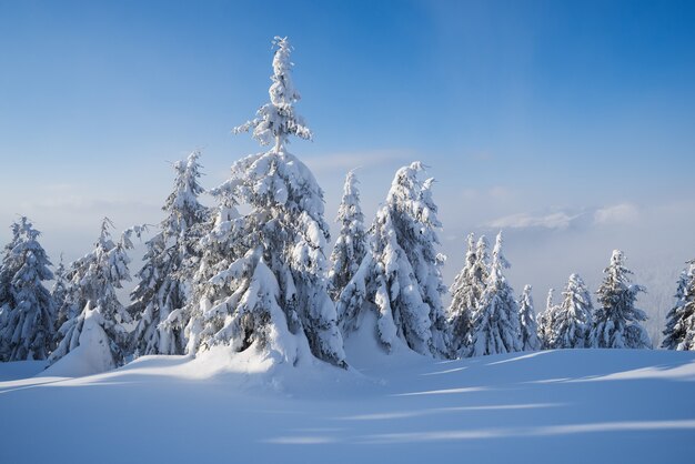 산 전나무 숲에서 snowdrifts와 눈 덮인 겨울. 안개가 자욱한 서리가 내린 날