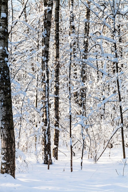 Snowy woods in forest in sunny winter day