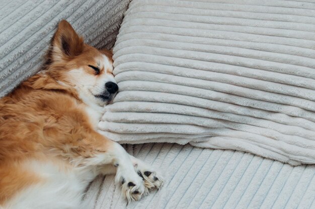 Snuit close-up hond slapen op een bed op een kussen in het appartement