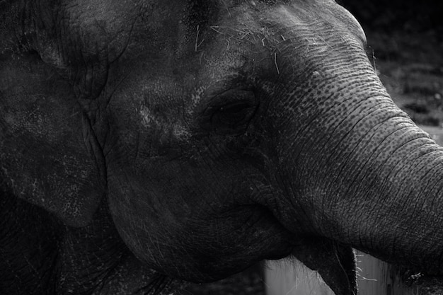 Snuit oude olifant in close upzwart-wit foto