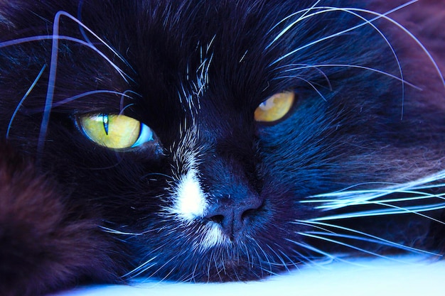 Snuit van de kat Close-up van de snuit van de zwarte kat Snuit zwarte kat Lui huisdier