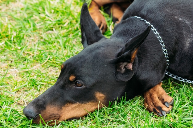 Snuit van de zwarte dobermann op het gras