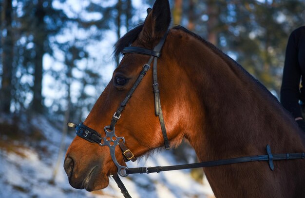 Snuit van een bruin paard in de winter, close-up.