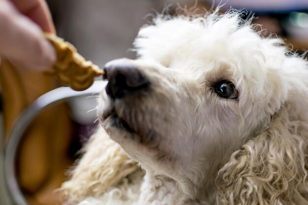 Snuit van een hond close-up van een grote koninklijke poedel