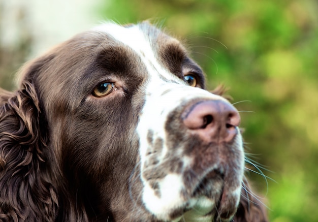 Snuit van een hondclose-up. Focus op ogen