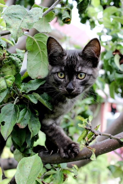 Snuit van een kitten close-up