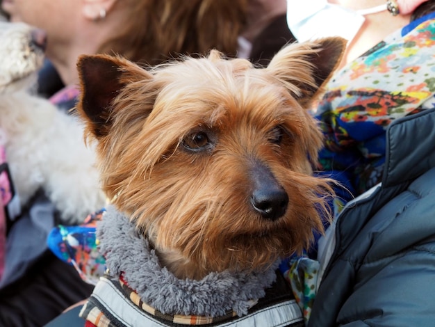 Snuit van een Yorkshire Terrier hondenras Porter close-up Slimme hondenogen