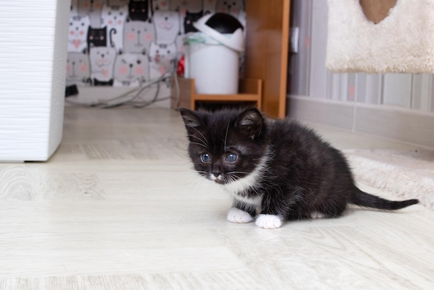 Snuit van een zwart klein kitten close-up portret