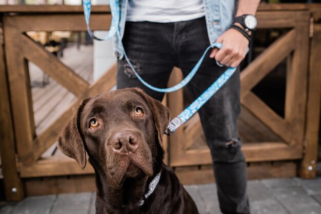 Snuit van schattige bruine raszuivere labrador op zoek naar boven