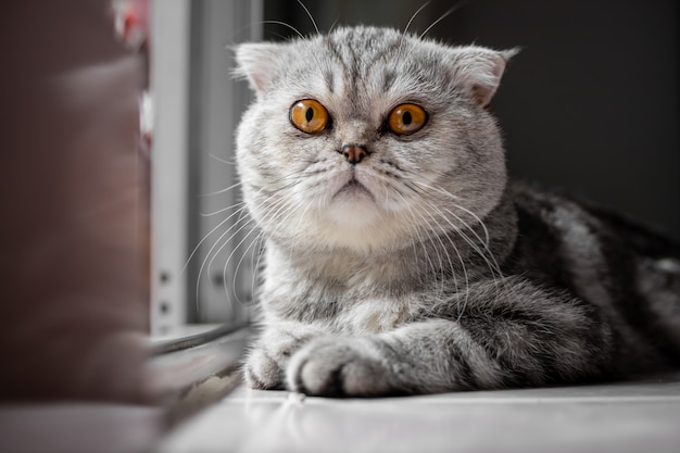 So cute of scottish fold cat.