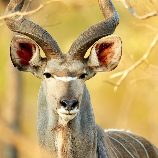 So majestic Cropped shot of a male kudu on the plains of Africa