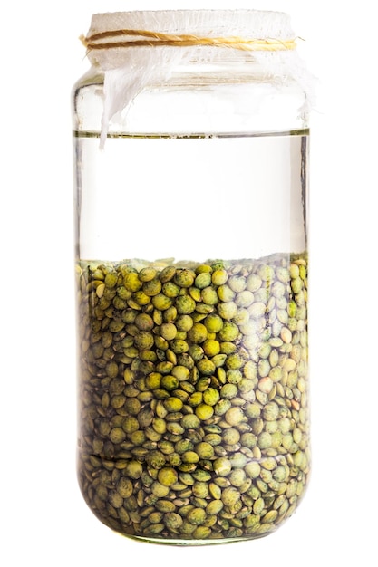 Soaked Sprouting Seeds green Lentils