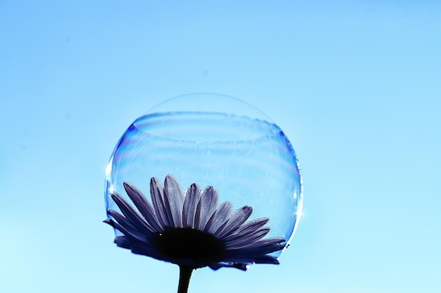 シャボン玉の花びら/コンセプト自然空気純度、花びらの気泡