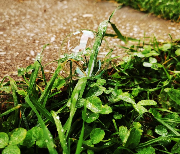 Soap bubble with white glare lies on green grass