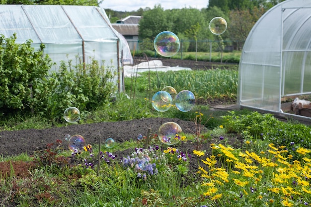 Soap bubbles fly between greenhouses in the garden