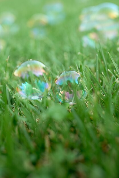 Soap transparent bubbles with reflection on lush green grass