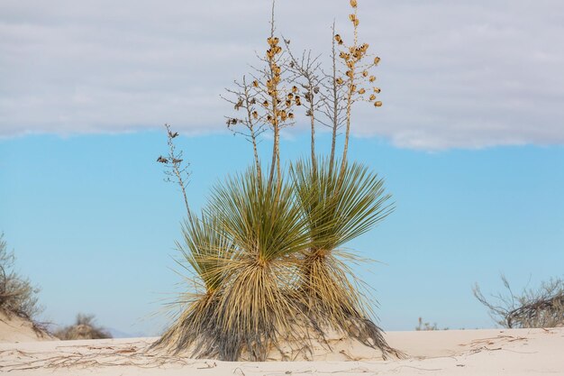 写真 ニューメキシコ州ホワイトサンズ国定記念物の砂丘にしがみついているソープツリーユッカ（yucca elata）