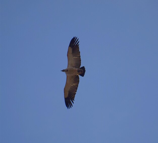 Premium Photo Soaring eagle