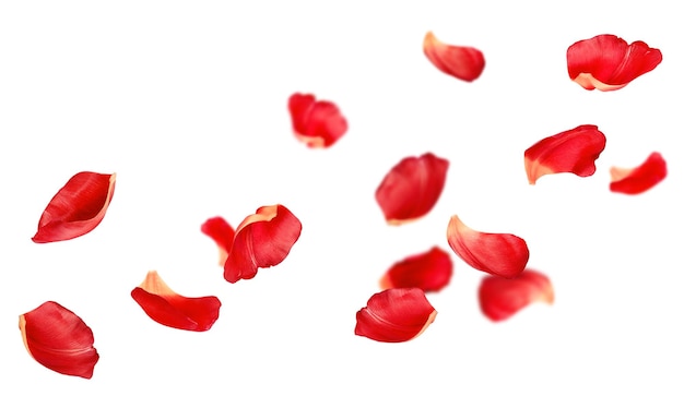 soaring red petals on an isolated white background