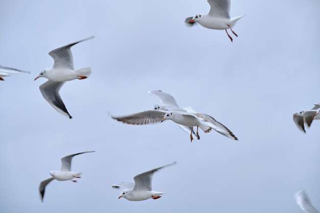 曇り空を背景に舞い上がるカモメ