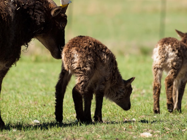 The Soay sheep is a primitive breed of domestic sheep descended from a population of feral sheep on  island of Soay in the St. Kilda Archipelago.