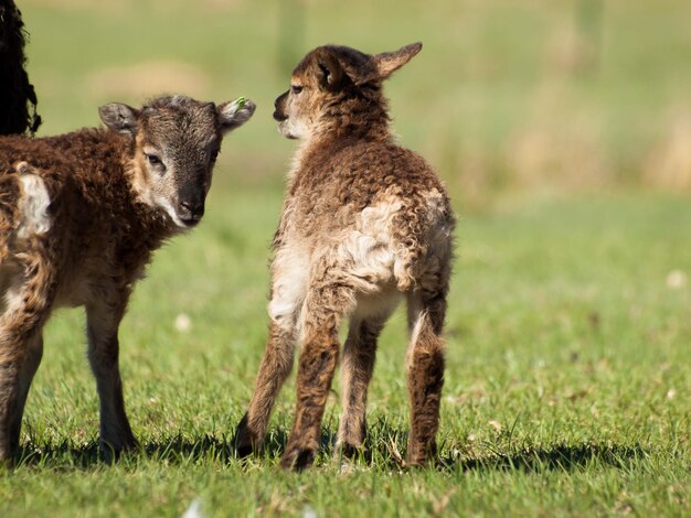 The Soay sheep is a primitive breed of domestic sheep descended from a population of feral sheep on  island of Soay in the St. Kilda Archipelago.