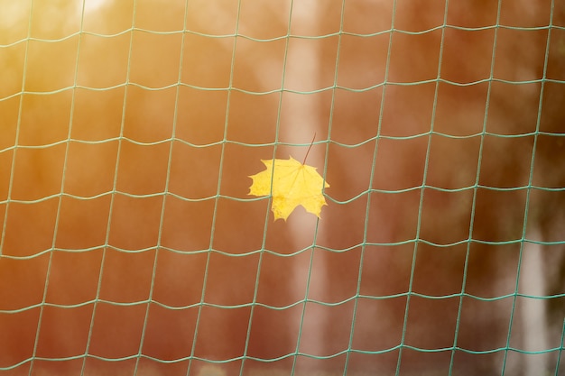 Soccer goal net with autumn leaf