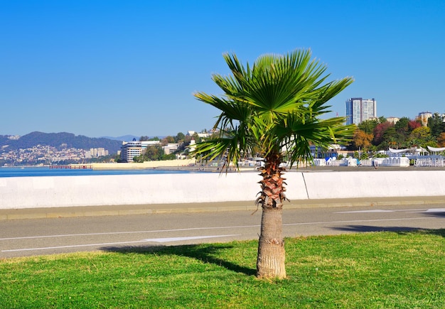 Sochi Russia11012021 Cruise embankment at the sea station Palm trees on the street